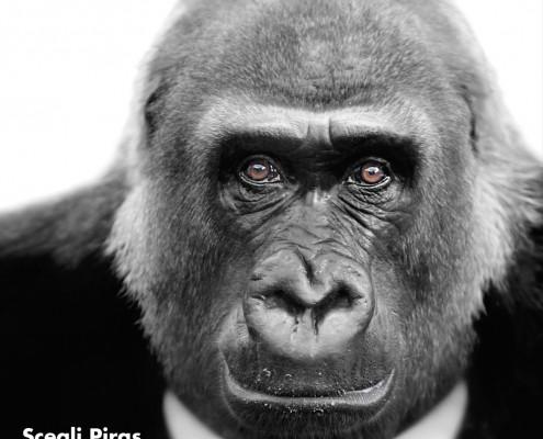 PAGINA PIRAS GORILLA-1